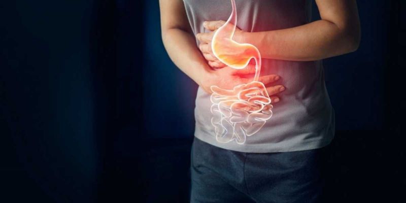 hệ tiêu hóa hệ tiêu hóa
